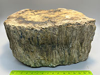 rock displaying bark detail preserved on outer surface